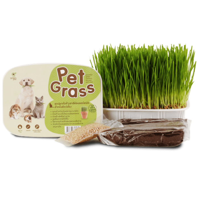 Pet Grass ชุดปลูกต้นข้าวสาลีอ่อนออร์แกนิค