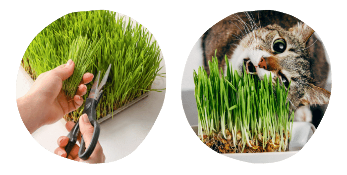 วิธีการกิน Pet Grass