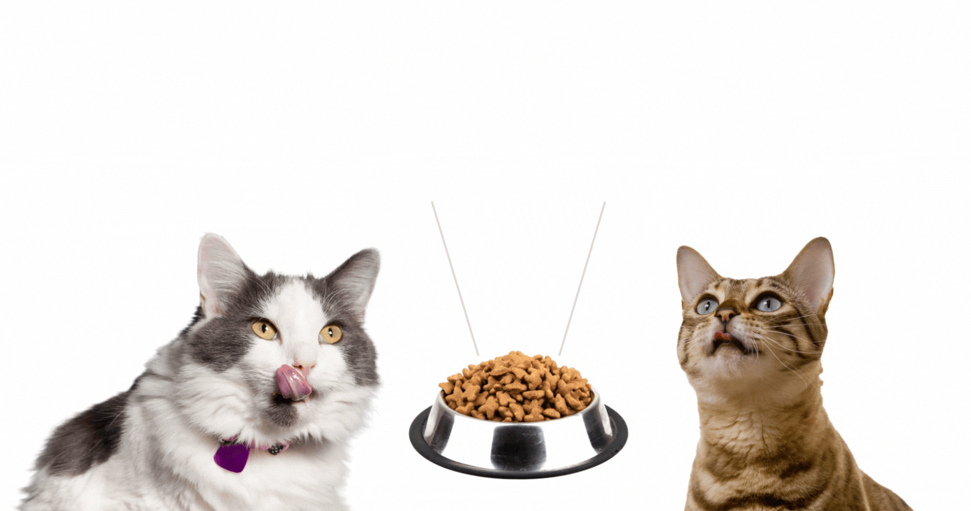 เสริมอาหารด้วยซินไบโอติก แมว