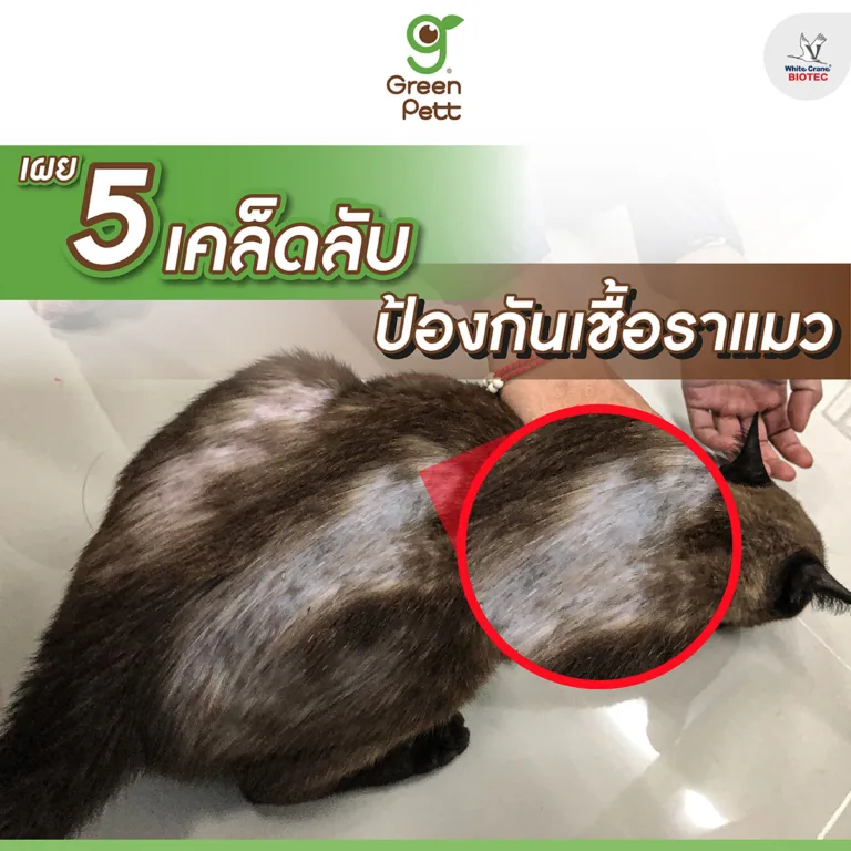 5 เคล็ดลับ ป้องกันโรคเชื้อราแมว
