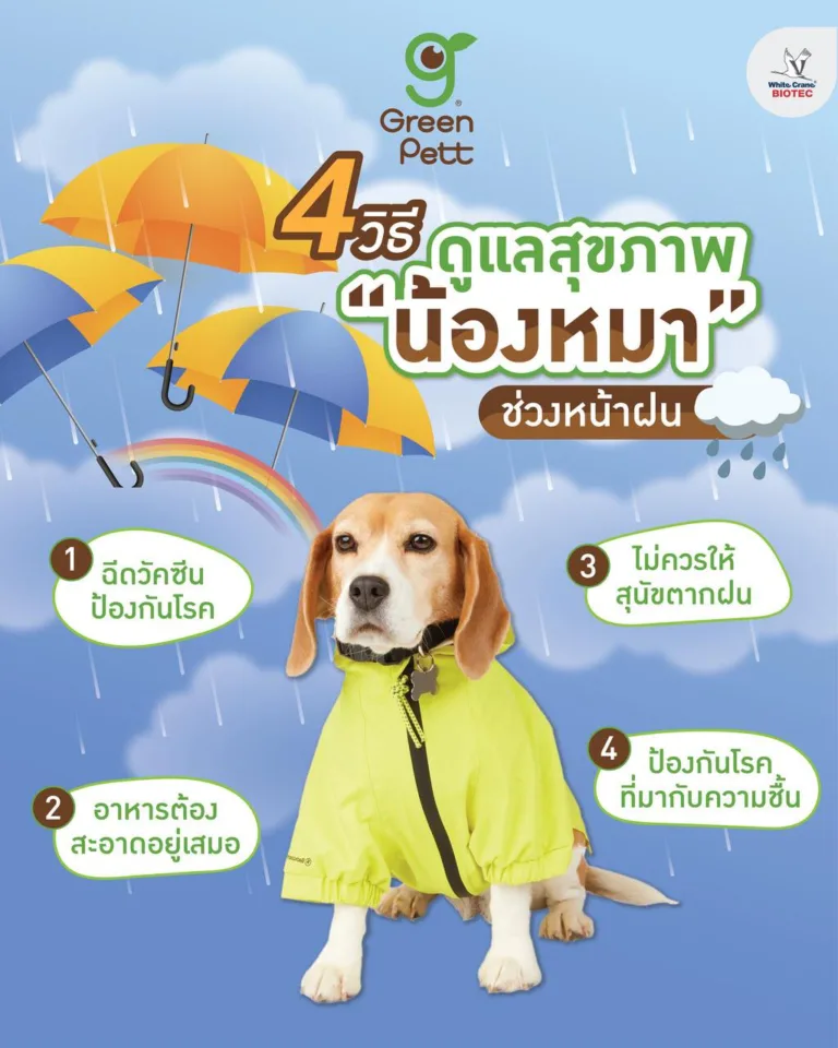 4 วิธีดูแลน้องหมาช่วงหน้าฝน