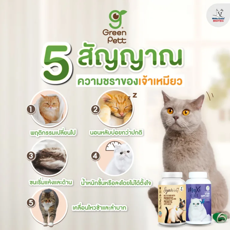 5 สัญญาณแมวแก่
