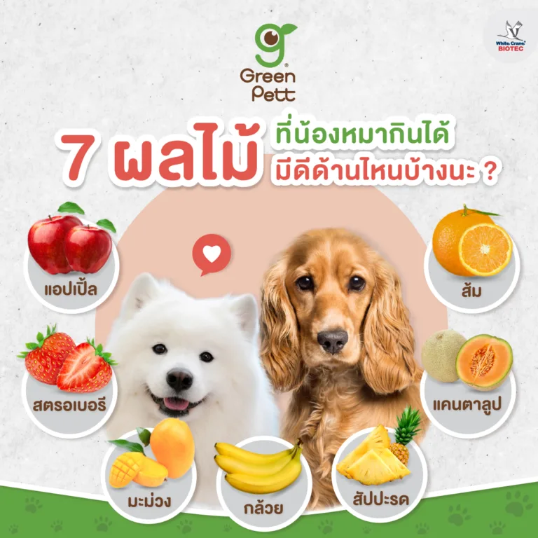 7 ผลไม้ที่สุนัขกินได้