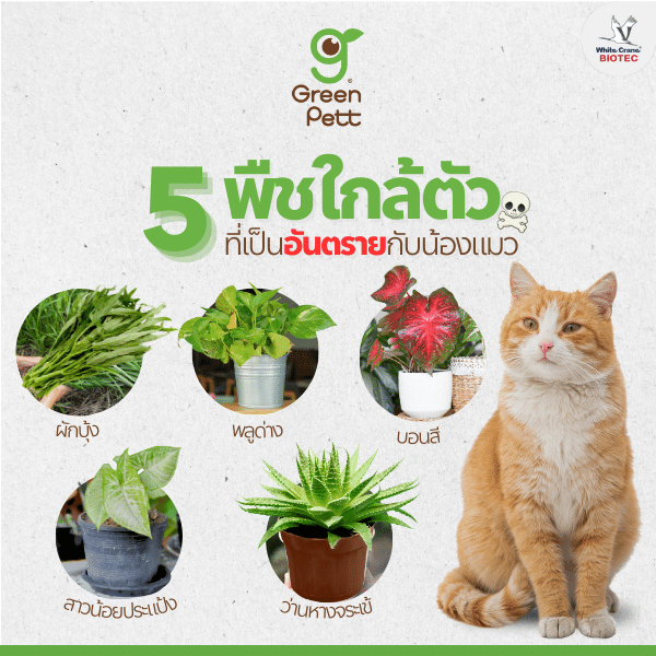 5 พืชอันตรายกับแมว