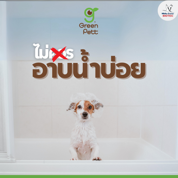 สุนัขไม่ควรอาบน้ำบ่อย