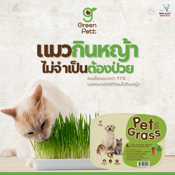 แมวกินหญ้า ไม่จำเป็นต้องป่วย