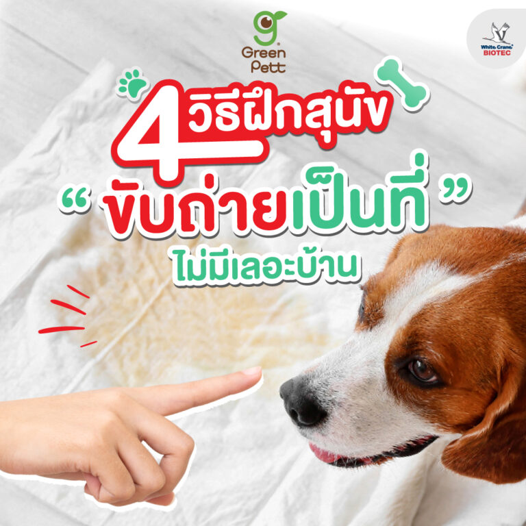 4 วิธีฝึกสุนัข “ขับถ่ายเป็นที่”