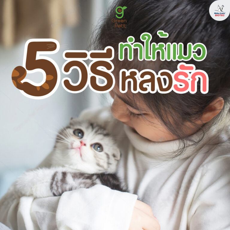 5 วิธี ทำให้แมวหลงรัก