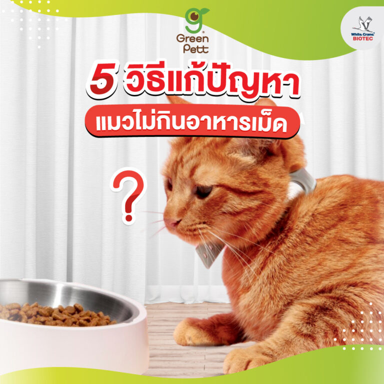 5 วิธีแก้ปัญหาแมวไม่กินอาหารเม็ด