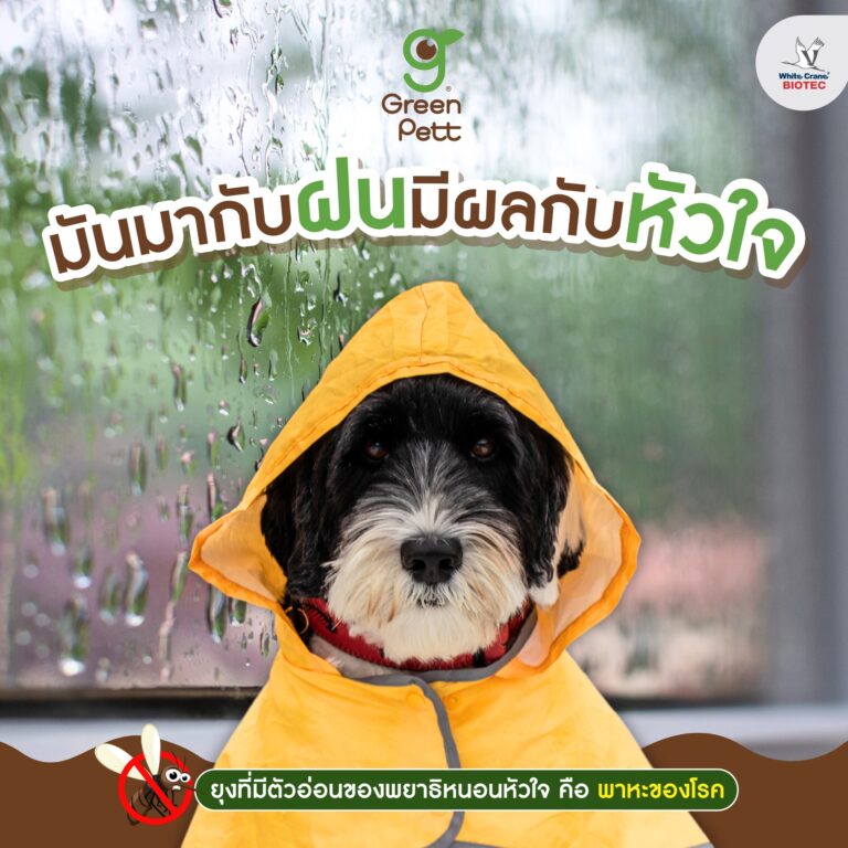 มันมากับฝนมีผลต่อหัวใจ